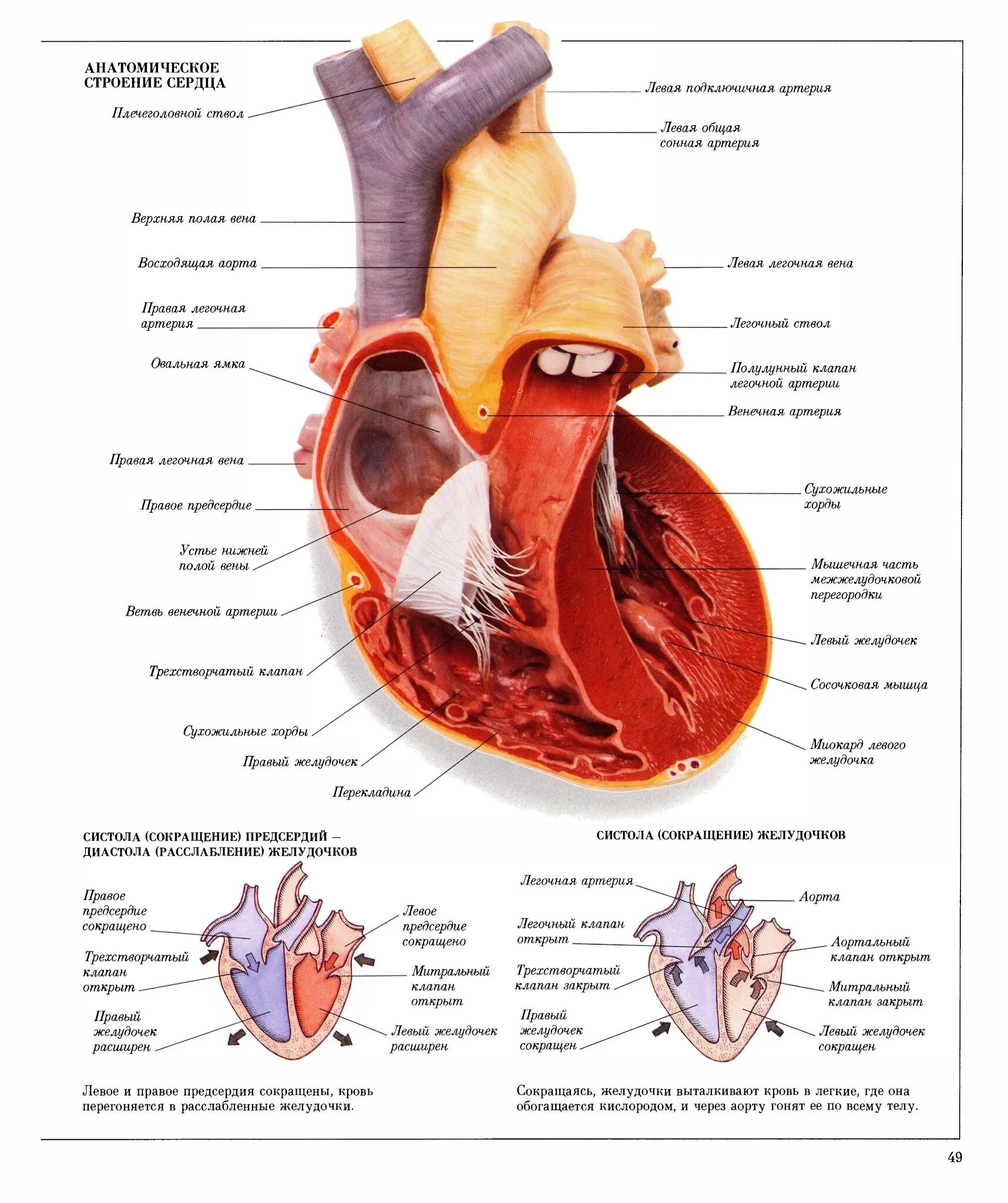 Клапан легочного ствола анатомия. Легочный ствол латынь. Клапаны сердца рисунок схематично. Заболевания связанные с сердцем. Отверстия аорты и легочного ствола.