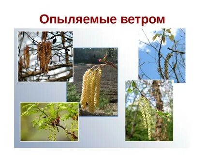 У клена опыление происходит с помощью ветра