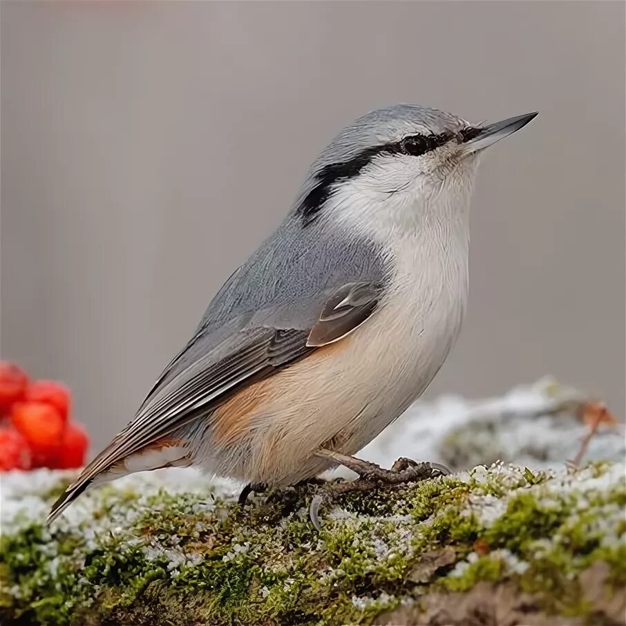 поползень приморский. перелетные птицы поползень. обыкновенный поползень птицы. перелетные птицы россии поползень. перелетные птицы россии поползень.