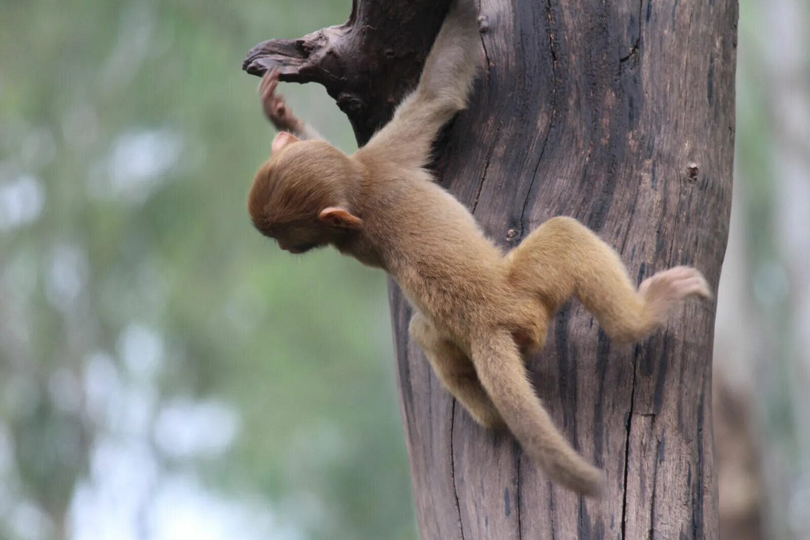 The monkeys always climb trees