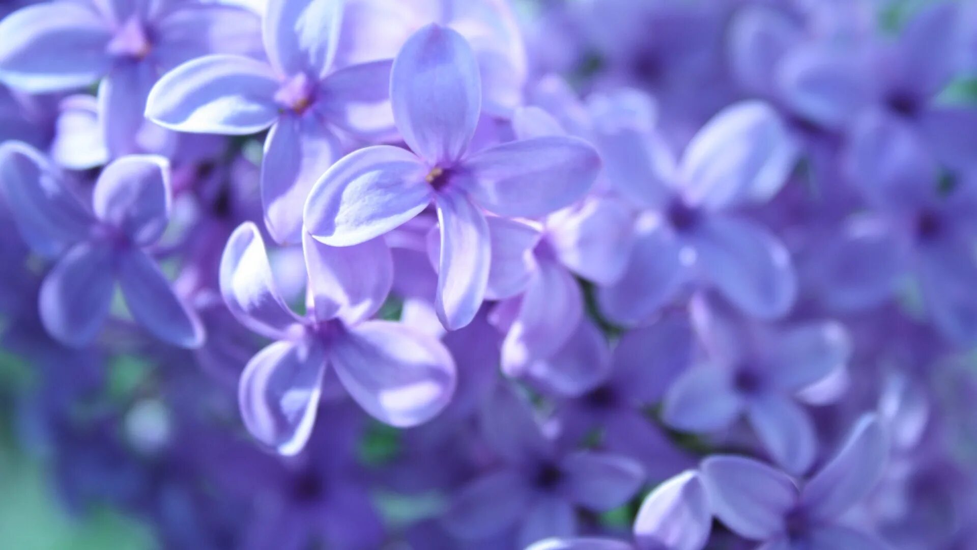 Сиреневые цветы. Фиолетовые цветы. Сирень цветы. Голубая сирень. Цветы 1024 600