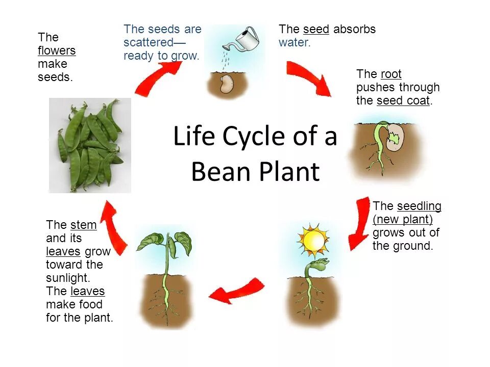 Plant cycle. Plant Life Cycle for Kids. Plant Life Cycle Worksheets. Plants для детей. Lifecycle of a Plant Project for Kids.