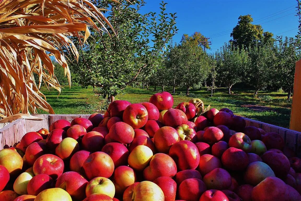 ящик яблок в руках. яблоки нормандии. сбор урожая фруктов. сборка урожая. летние яблоки маленькие.