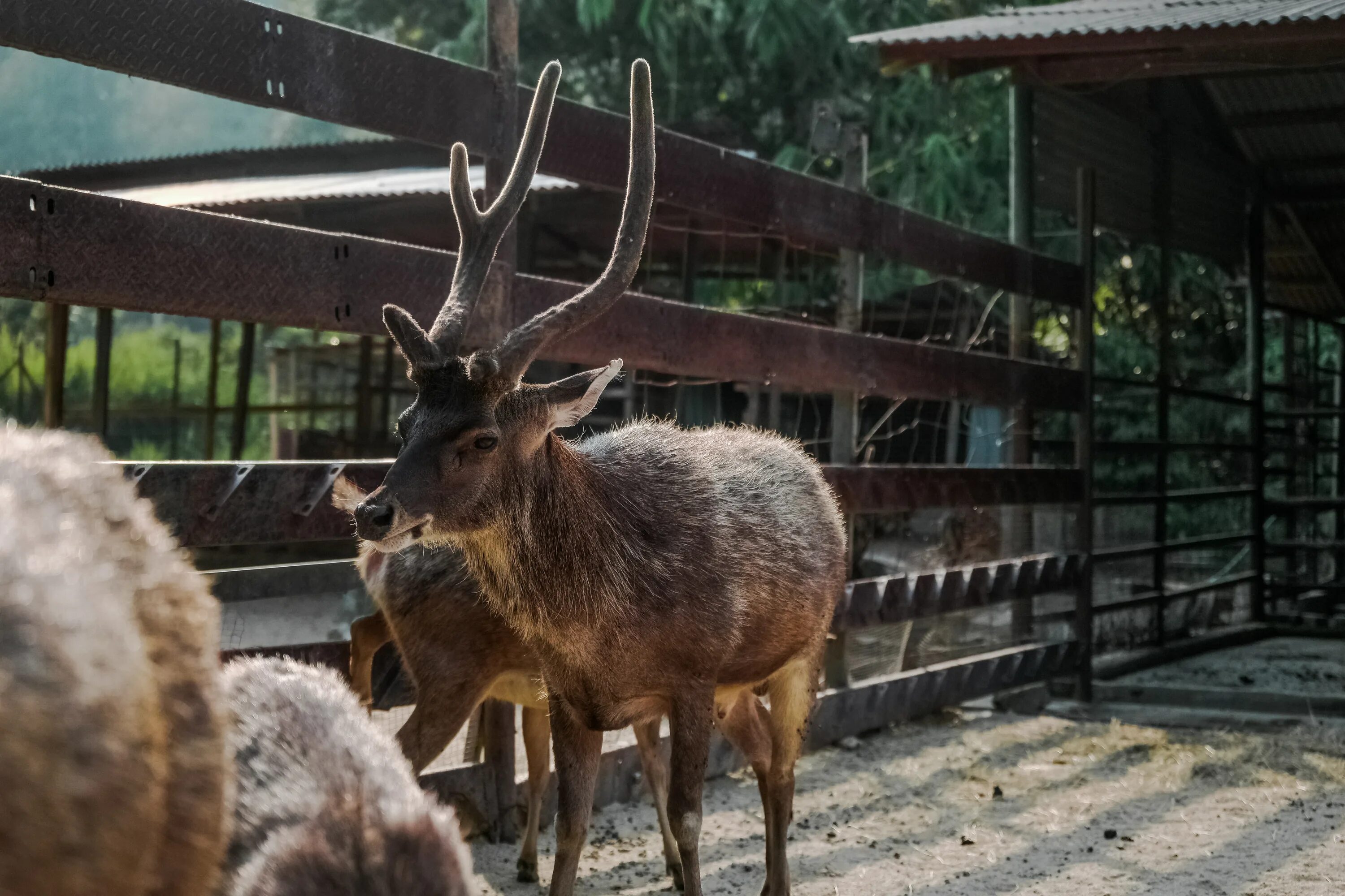 Оленья ферма адрес. Оленья ферма Deer Farm. Веретьево Оленья ферма. Оленья ферма Руза. Ферма Северный олень в Подмосковье.