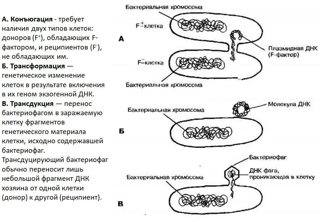 Клетка бактерии имеет днк. Хромосомная ДНК В бактериальной клетке. Механизм трансформации бактерий схема. Механизмы переноса бактериальной ДНК. Схема трансдукции у бактерий.