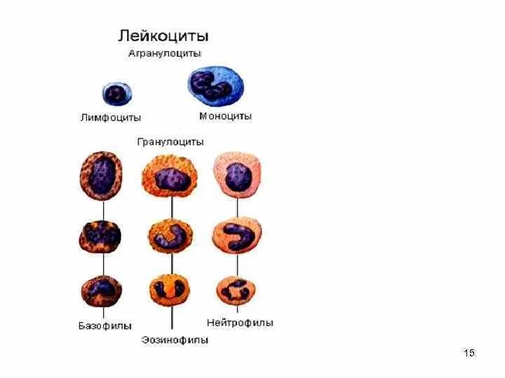 Определите виды лейкоцитов. Определите виды лейкоцитов