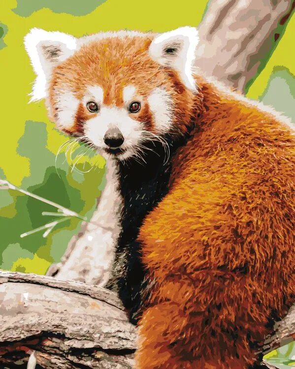 Купить красную панду в россии. Красная Панда. Красная Панда в Гималаях. Канадская Панда красная. Рыжая Панда.