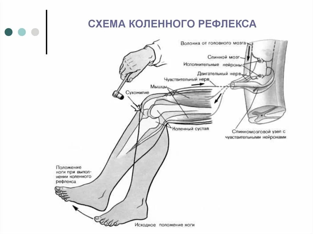 Последовательность элементов коленного рефлекса. Дуга коленного разгибательного рефлекса. Схема рефлекторной дуги разгибательного коленного рефлекса. Разгибательные коленные рефлексы схема. Простая рефлекторная дуга разгибательного коленного рефлекса.