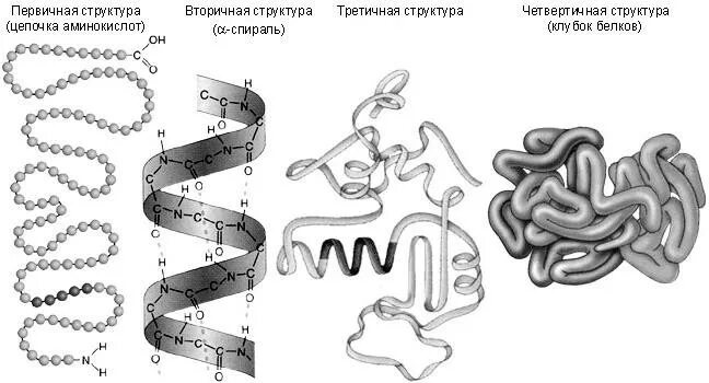 На рисунке изображена структура молекулы белка. Конформация третичной структуры белка. структуры белка первичная вторичная третичная четвертичная. первичная вторичная третичная структура белка. вторичная структура белка конформация.