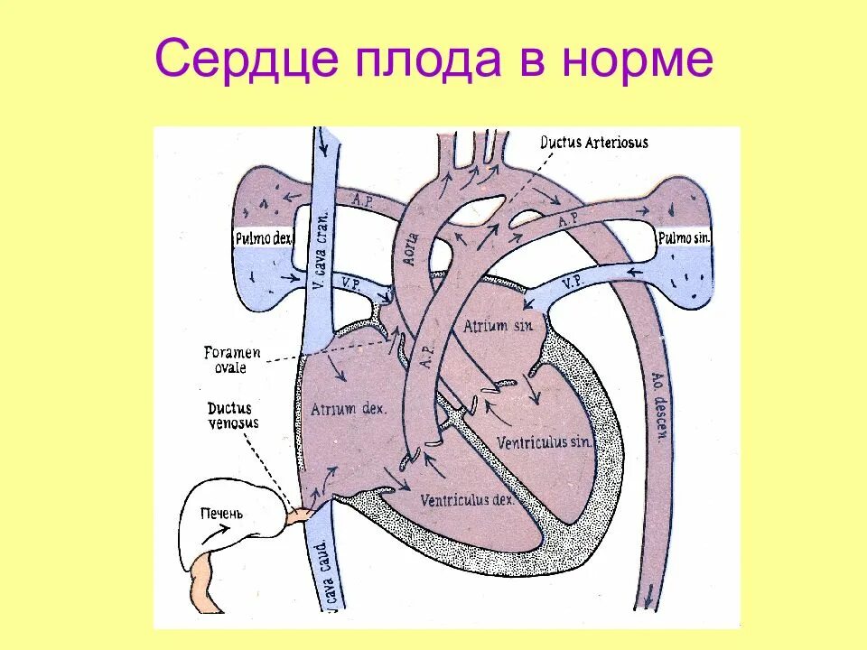 Норма форма сердца. Сердце плода. Строение сердца плода. Строение сердца новорожденного. Строенинсердца новорожденного.