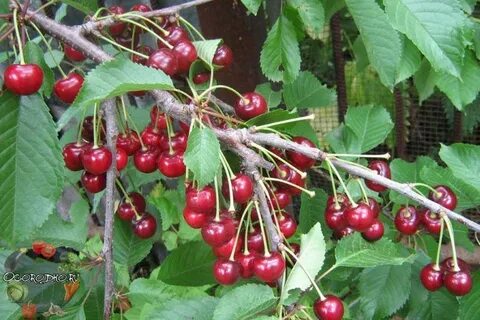 Лучшие сорта вишни для урала