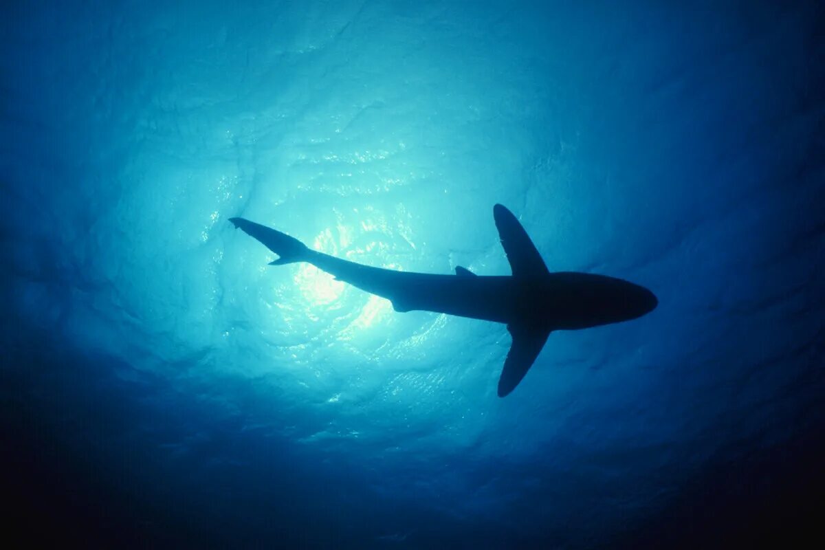 В тихом океане есть акулы. Акула вид сверху. Акула под водой. Красивые акулы. Акула в воде.