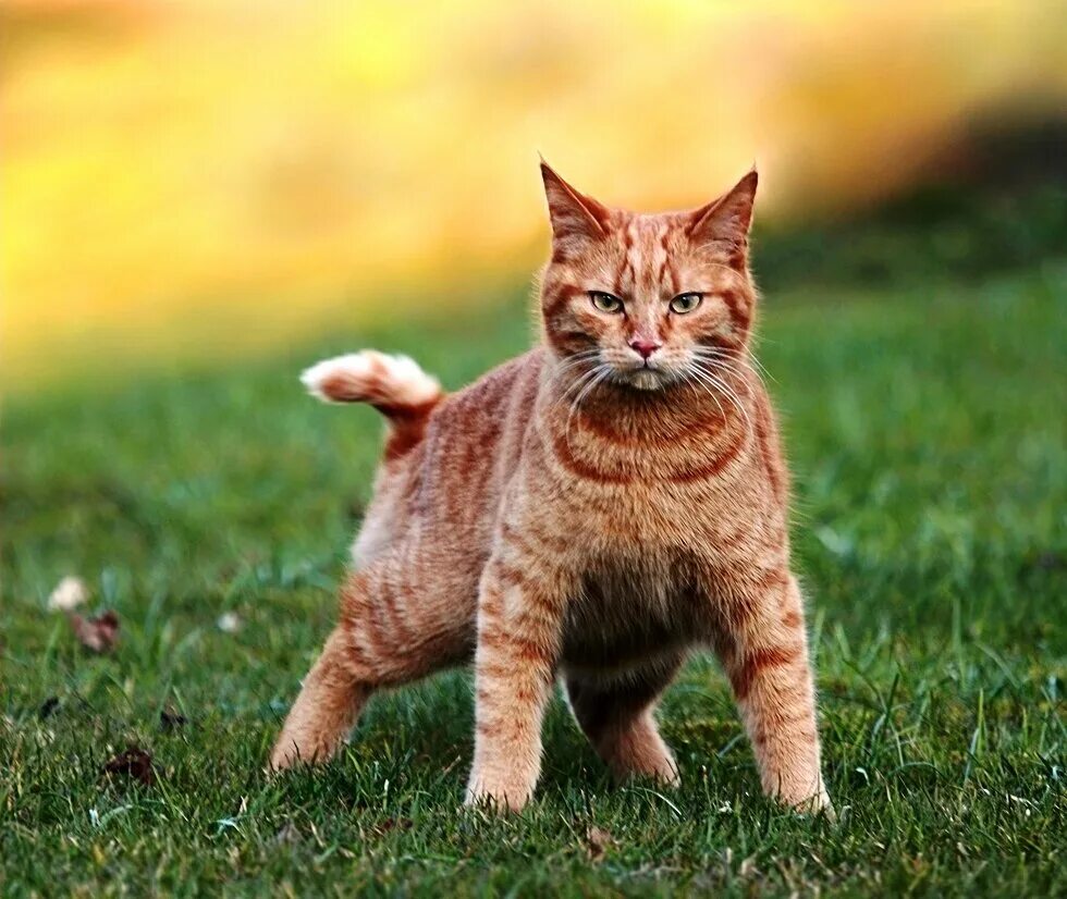 Кот. Ленивый кот. Высокомерный кот. Серьезный кот. Бусый кот.