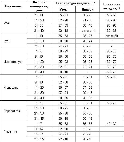 Температурный режим в брудере для цыплят. Температура в брудере для цыплят таблица. Температурный режим содержания цыплят. Температурный режим содержания цыплят с 1 дня.