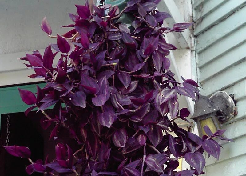 Amazon.com: Purple Velvet Plant