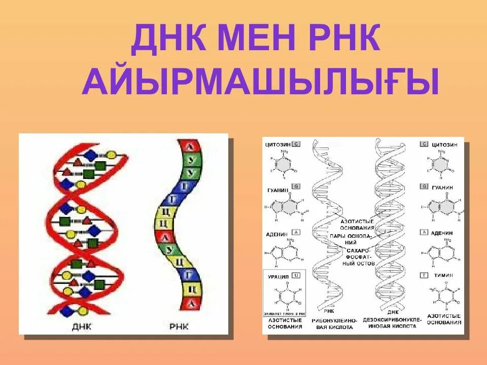 ДНК. РНК. ДНК для презентации. ДНК И РНК расшифровка.