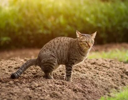 5 effektive Strategien gegen Katzenkot im Garten.