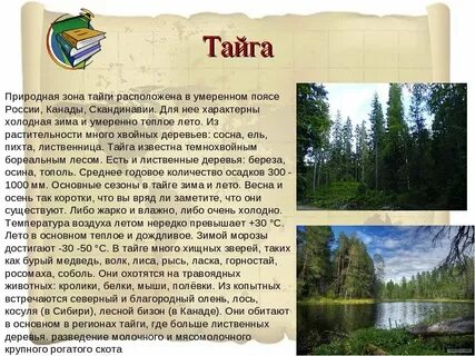 Экологические связи в тайге 4