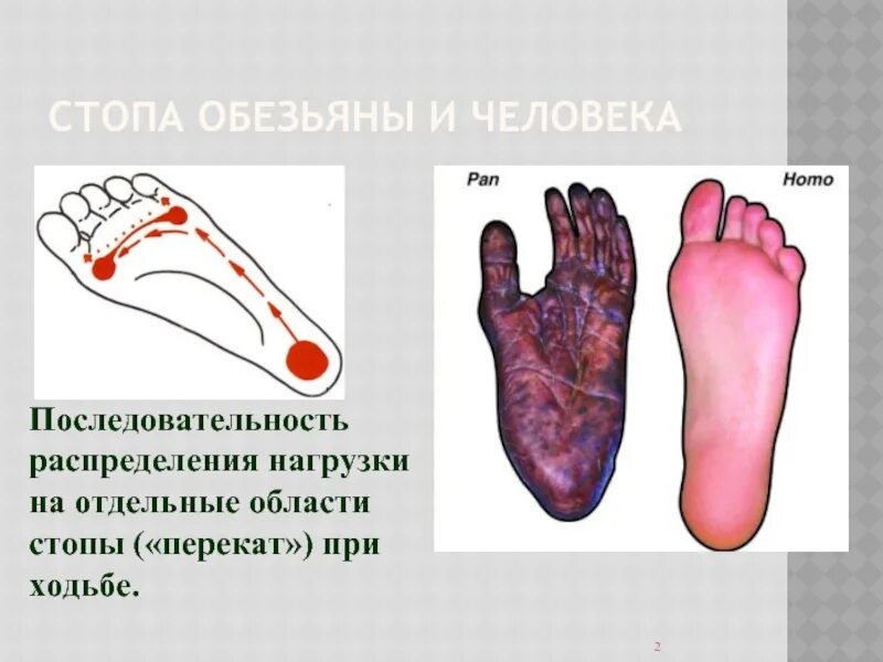 Стопы человека и обезьяны. Стопа человека и шимпанзе. Строение кисти приматов. Свод стопы человека и обезьяны. Конечности шимпанзе и человека.