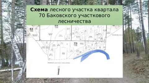В месте выезда из лесистого участка