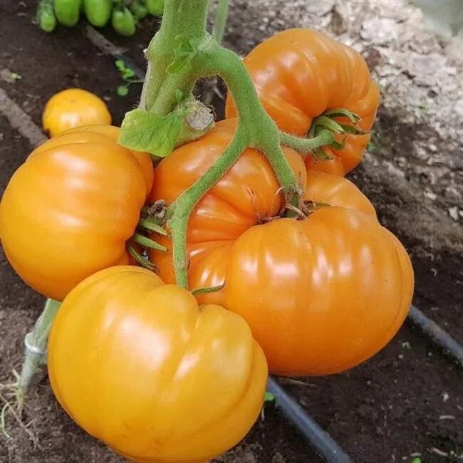 Помидоры бизон. Томат Бизон оранжевый. Вкуснотека Бизон оранжевый. Томат джамбо Джим. Сорт томатов Бизон.