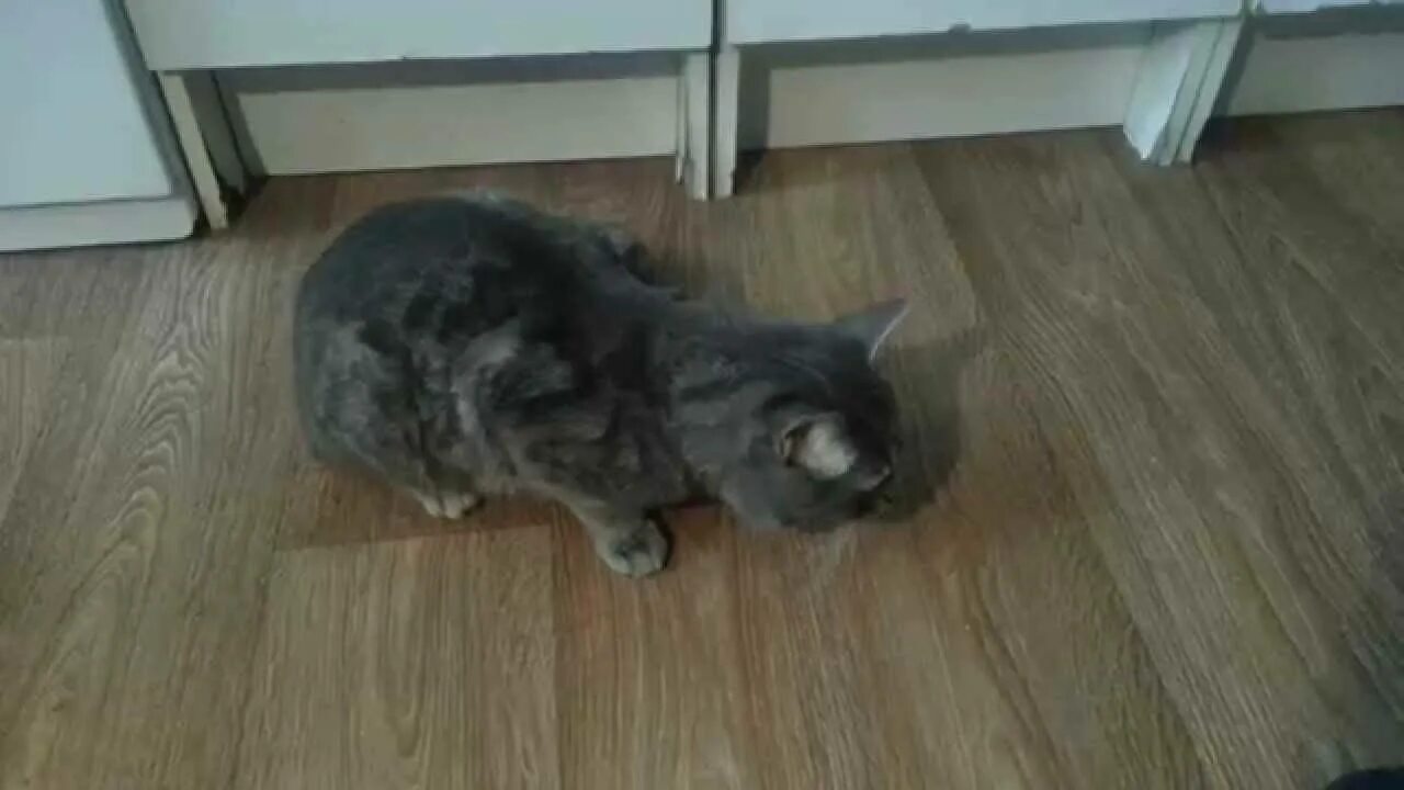 Почему кот хрипит. Кот прижался к полу. котенок кашляет и хрипит.