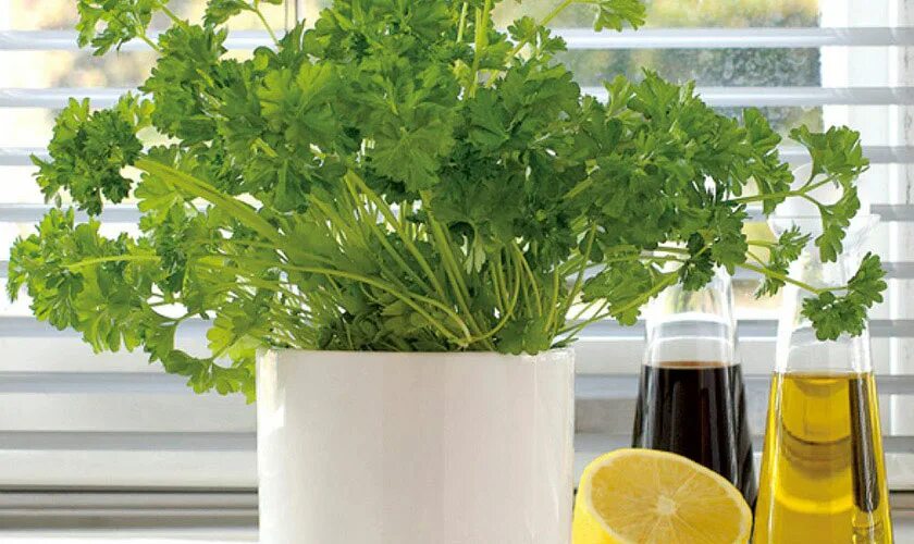 Зелень на подоконнике. Проростки петрушки. Петрушка посадить дома. Кинза в огороде. Петрушка кружевница.