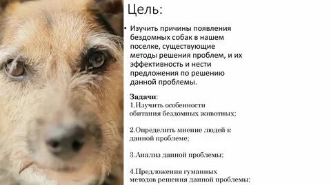 Минусы собак