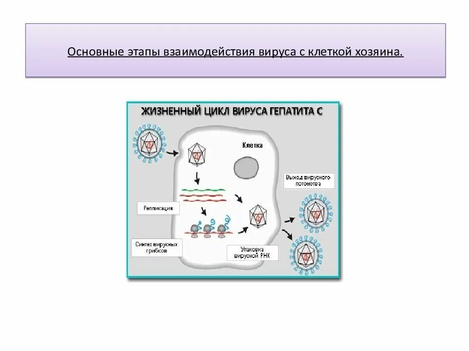 Этапы взаимодействия вирионов с клеткой. Схема взаимодействия вируса с клеткой. Этапы взаимодействия вируса и клетки схема. Классификация взаимодействия вирусов с клеткой.