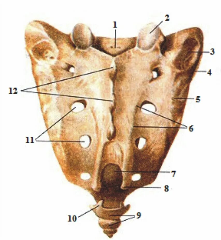 Крестец анатомия дорсальная поверхность. Ушковидная поверхность крестца. Крестец анатомия атлас. Гребни крестца анатомия.