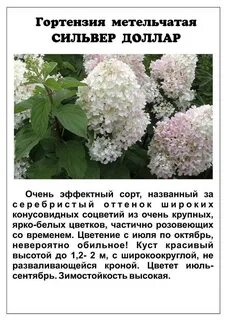 Характеристика сортов гортензии