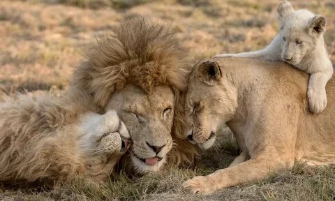 Cuddle me lion