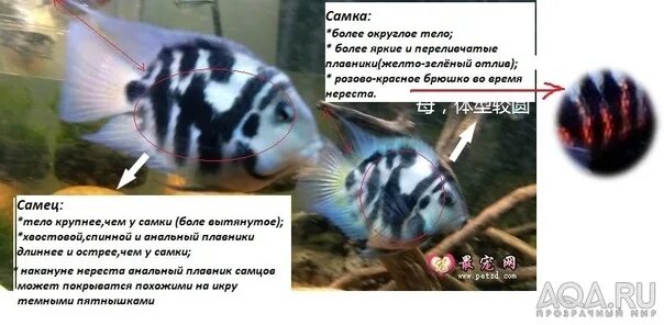 Как отличить самца сапфирового попугая. Попугай синий тигровый рыбка аквариумная. самец сапфирового попугая рыбка. сапфировый мини попугай рыбка аквариумная. цихлиды сапфировый попугай.