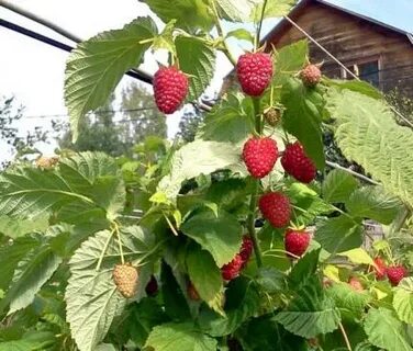 Сорт нижегородская