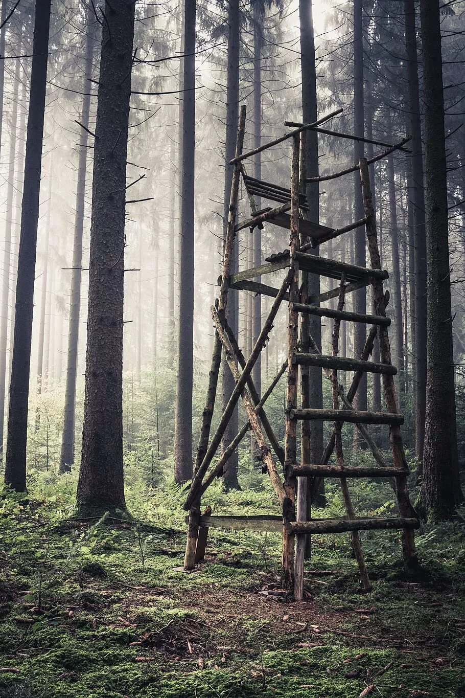 Хантер лес. Башня в лесу. Тренировочное место в лесу. Башня из дерева в лесу.