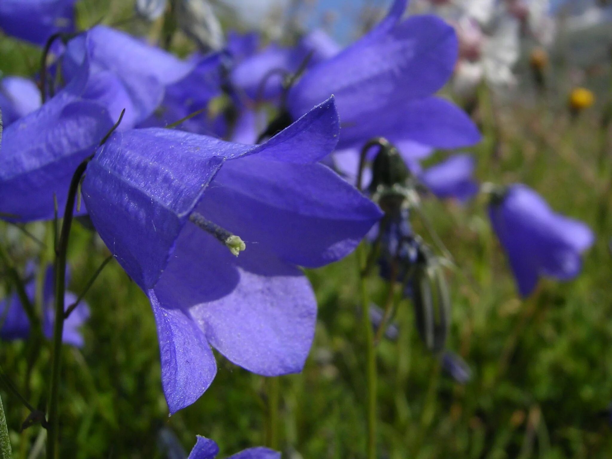 Колокольчик Безенгийский Campanula bessenginica. Колокольчик холодолюбивый Campanula. Колокольчик широколистный Карпатский. Колокольчик круглолистный Лавендер. Колокольчик растения из семейства колокольчиковых цвет