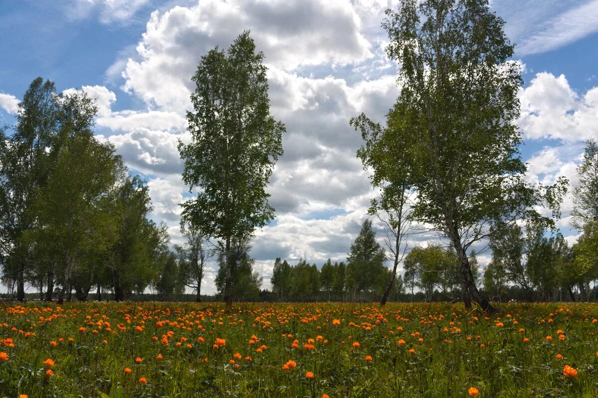 Перепишите текст природа средней полосы. Июнь природа.