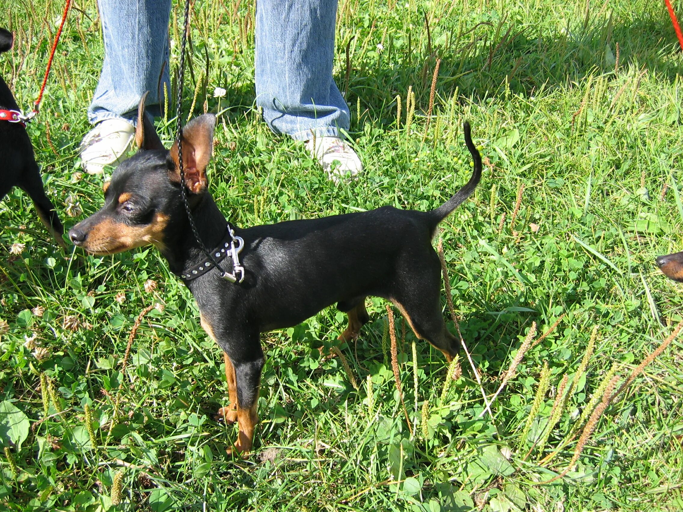 пражский крысарик. мини доберман пражский крысарик. той терьер крысарик. пражский крысарик. пражский крысарик.