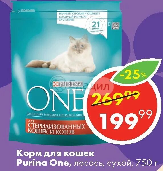 Акции на корм для кошек. Акция на кошачий корм. скидки на корм для кошек. акция корм для кошек. акции на корм для кошек в супермаркетах.