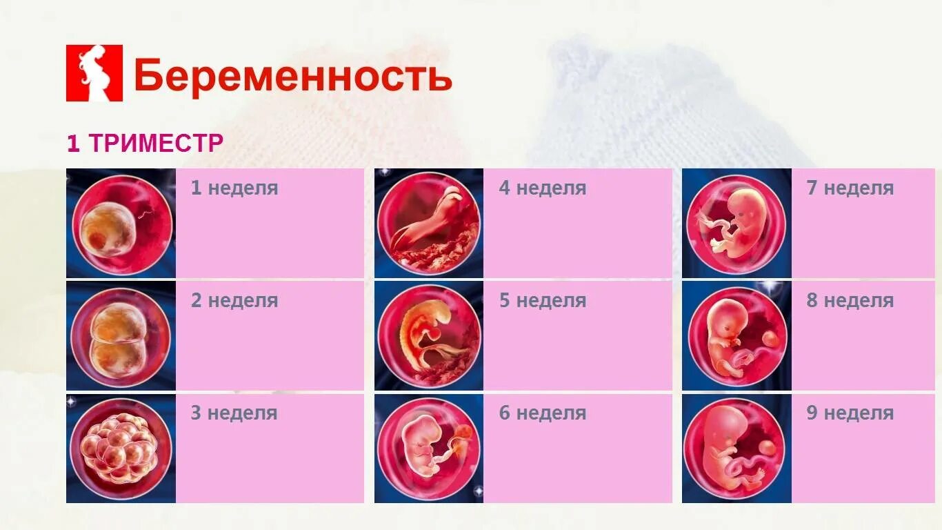 Раннее развитие плода. Развитие эмбриона в 1 триместре. 1 триместр беременности плод. эмбрион первый триместр беременности. первый триместр беременности развитие плода.