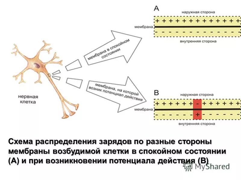 Мембрана возбудимой клетки. Мембранный потенциал нервной клетки. Заряд мембраны клетки. Распределение зарядов и ионов на мембране нервной клетки. Потенциал покоя нервной клетки.