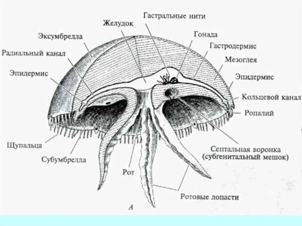 Строение сцифоидной медузы. Строение сцифоидной медузы 7 класс. Строение сцифоидной медузы Аурелии. Имеет гастральную полость