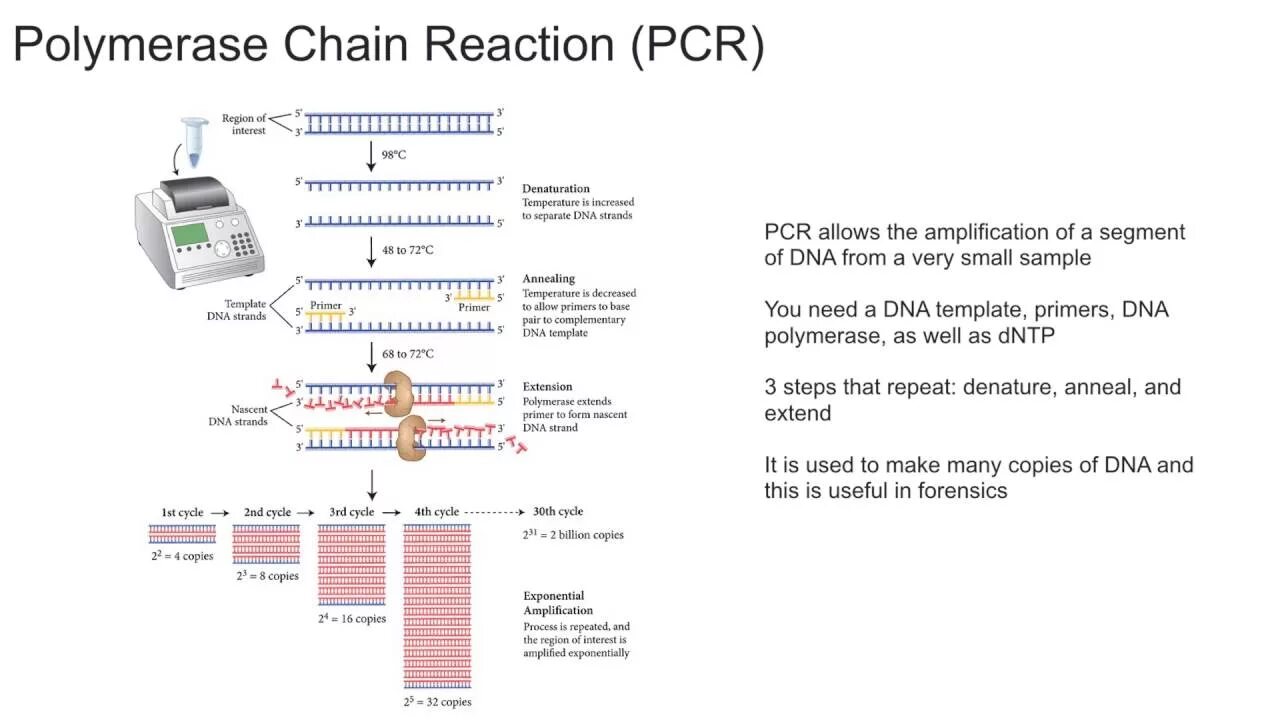 Источник https chemer ru services reactions chains. PCR — полимеразная цепная реакция. PCR Chain Reaction. Polymerase Chain Reaction Reaction. Постановка PCR.