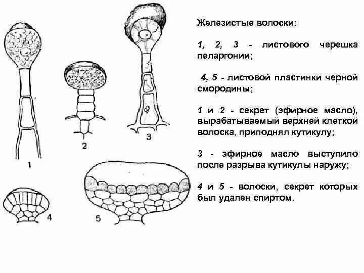 Железистые волоски крапивы. Железистые волоски эпидермы листа крапивы. Железистые волоски растений строение. Железистые волоски крапивы строение. Железистый волосок пеларгонии.