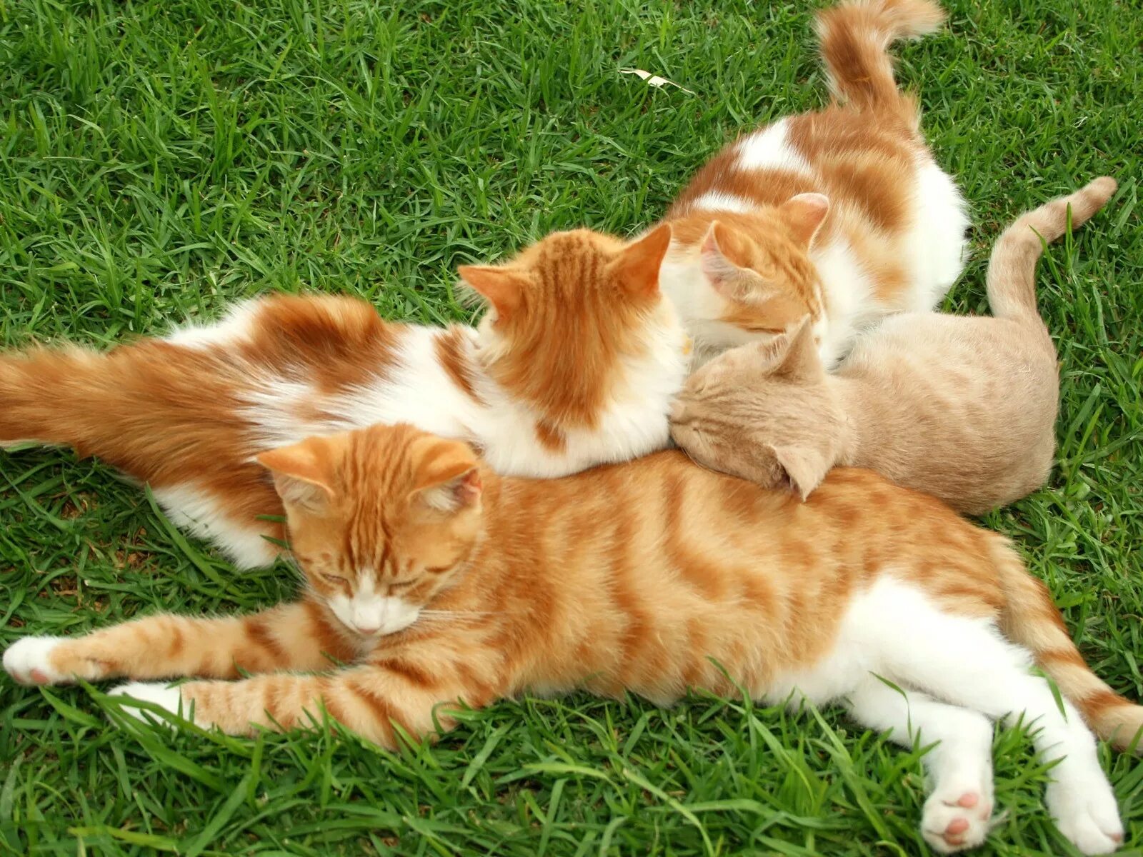 Сколько котят у рыжей кошки. Рыжий котик. Рыжая кошка. Рыжая кошечка. Рыжая кошка с котятами.