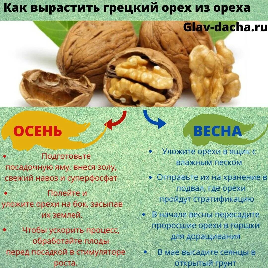 Можно ли сажать грецкий орех. Орех грецкий. Грецкий орех растет. Сорта грецкого ореха. Посадка грецкого ореха.