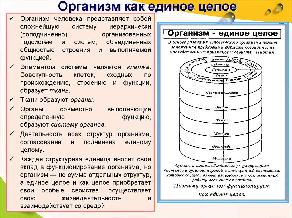 Целом функционирует как. Организм как единое целое. Организм человека единое целое. Организм как единое целое схема. Организм единое целое кратко.