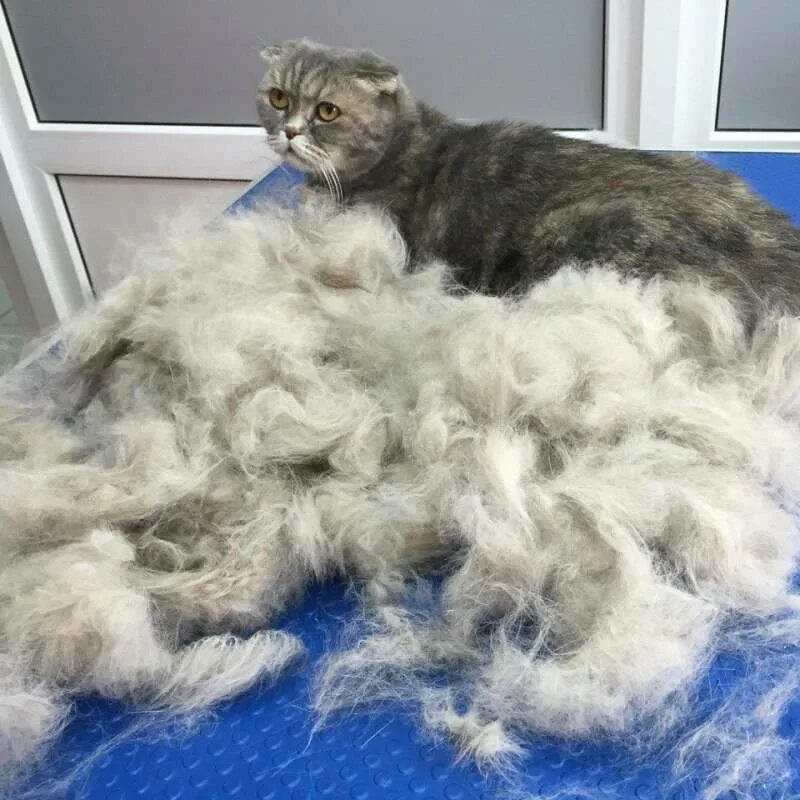 Что такое линька
