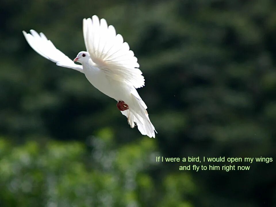 Белый голубь в полете. Белый голубь в полете фото. Dove Flying. Цитата White dove.