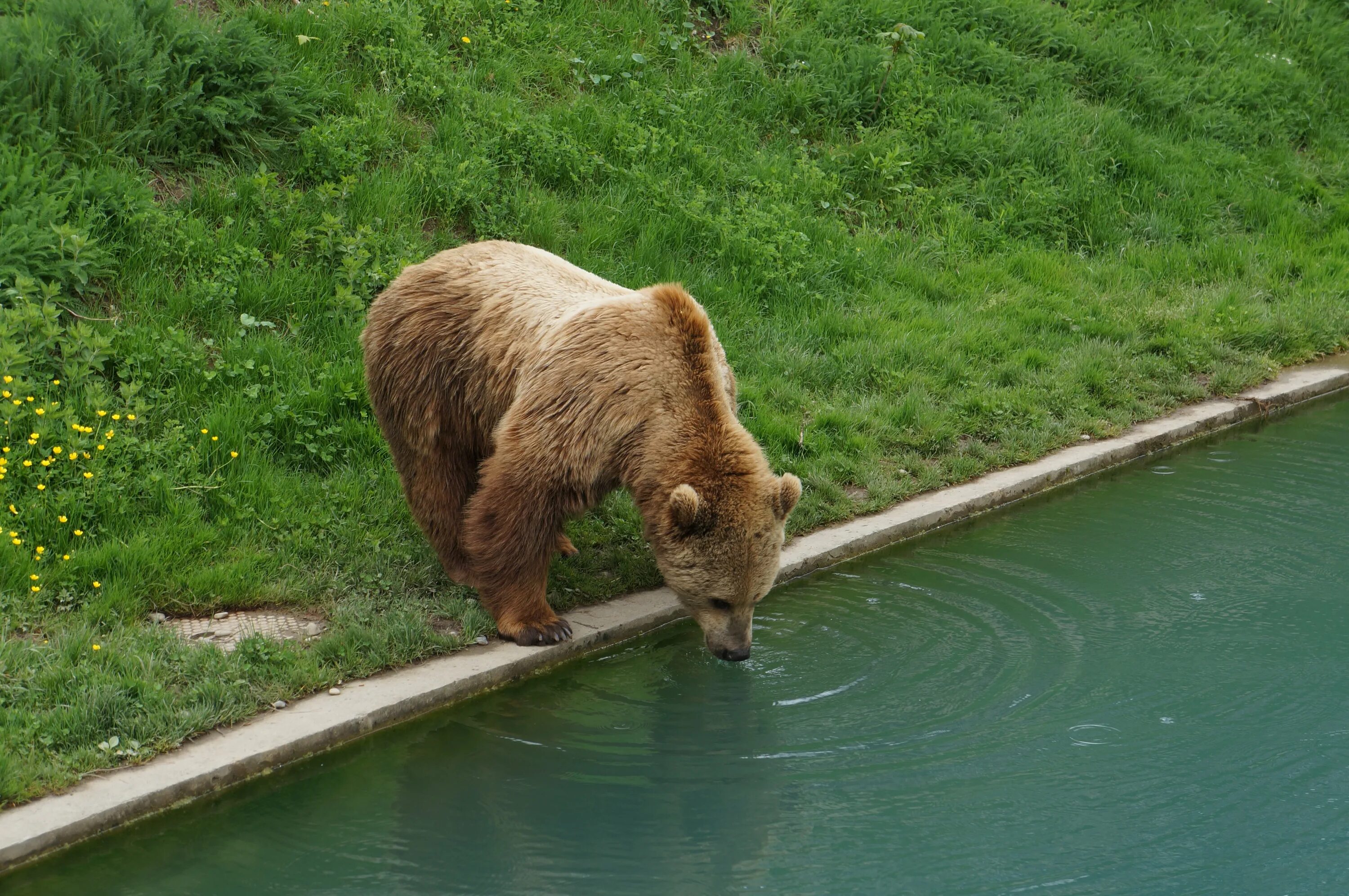 Животные едят и пьют. Медведь пьет воду. медведь пьющий воду. животные пьют воду из реки. медведь пьет воду из реки.